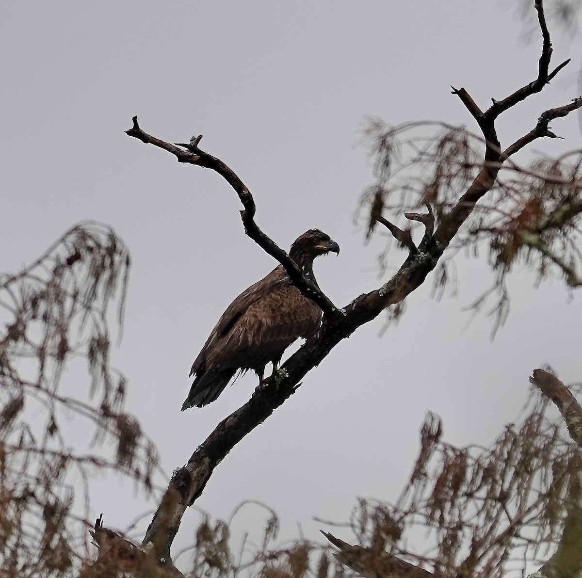 Bald Eagle - ML646403919