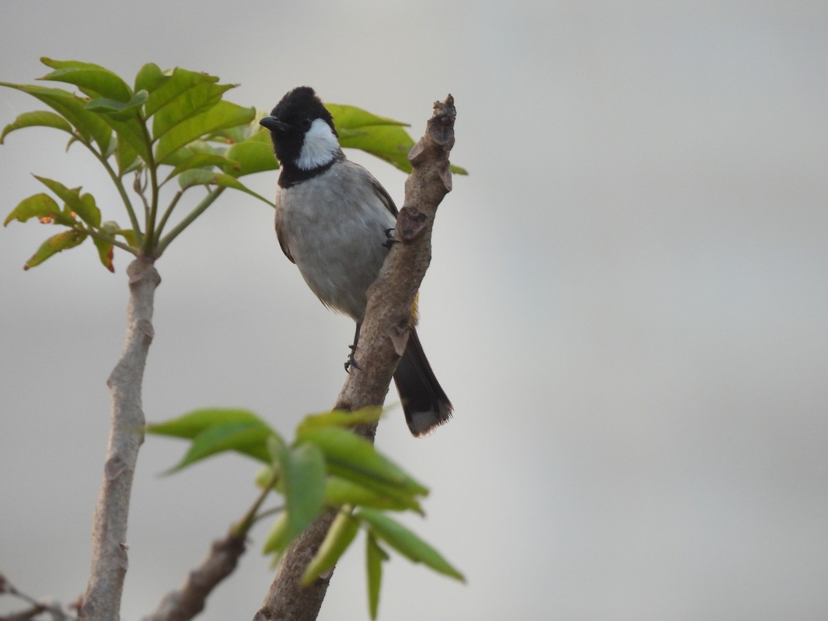 White-eared Bulbul - ML646403921