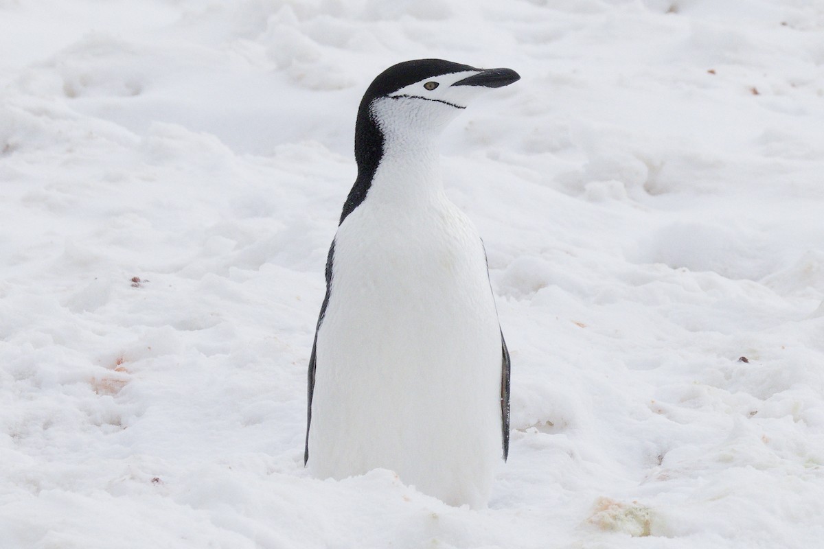 Chinstrap Penguin - ML646403922