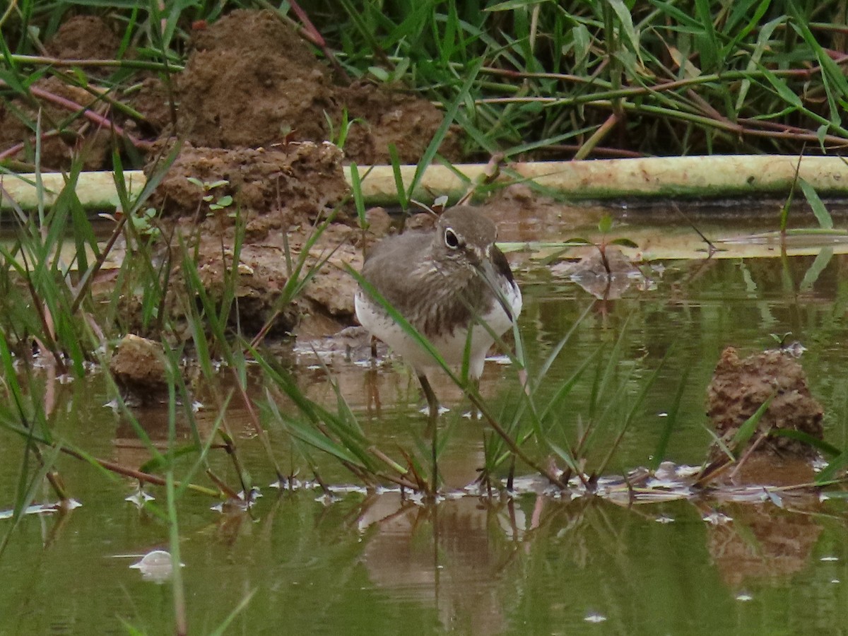 vodouš kropenatý - ML646403924