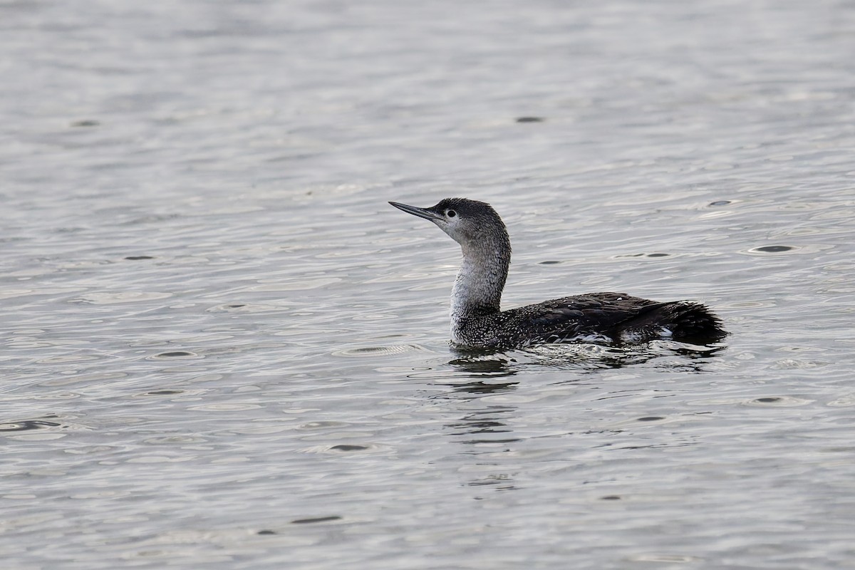 紅喉潛鳥 - ML646403925