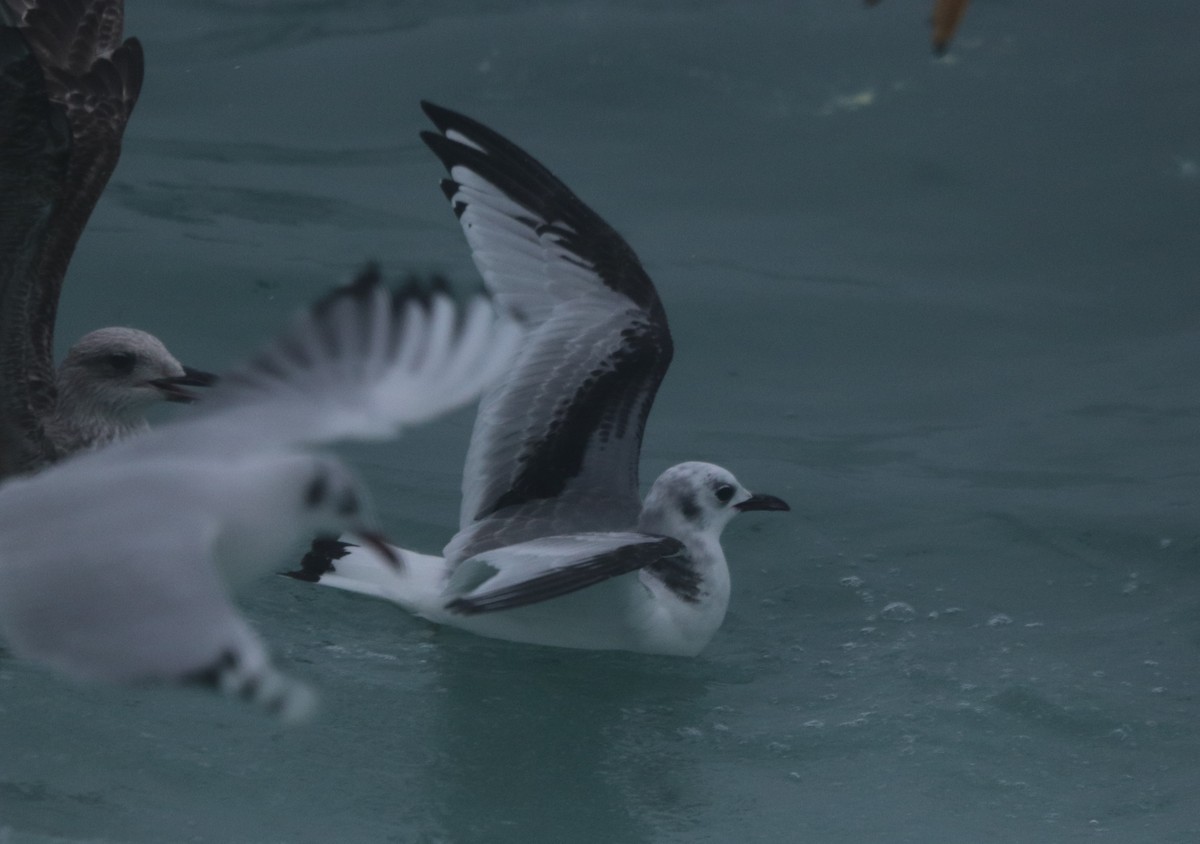 Black-legged Kittiwake - ML646403927