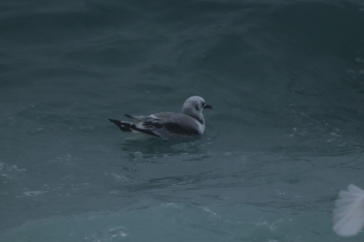 Black-legged Kittiwake - ML646403928