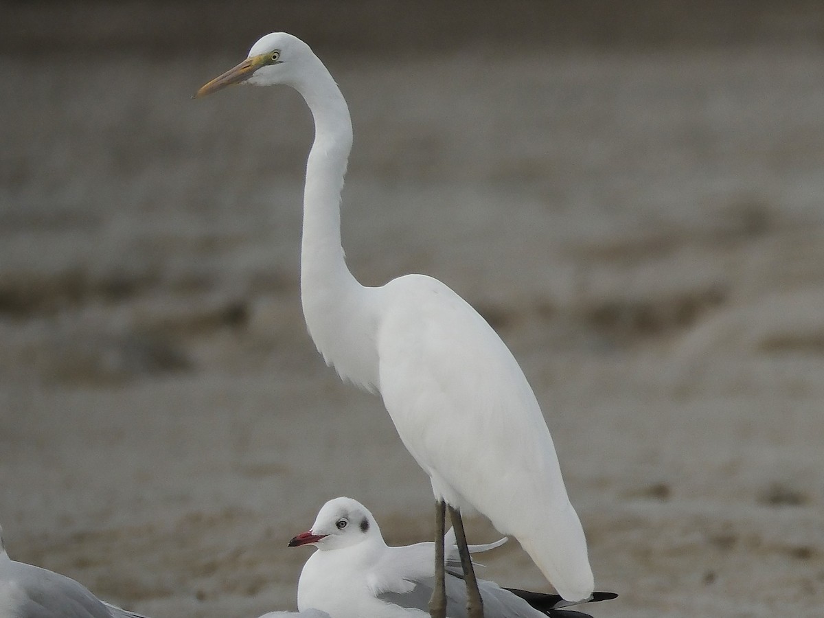 Great Egret - ML646403930
