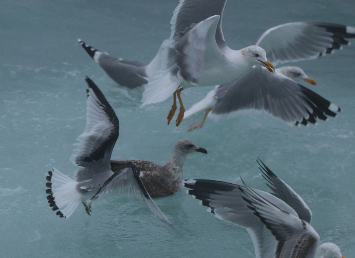 Black-legged Kittiwake - ML646403932