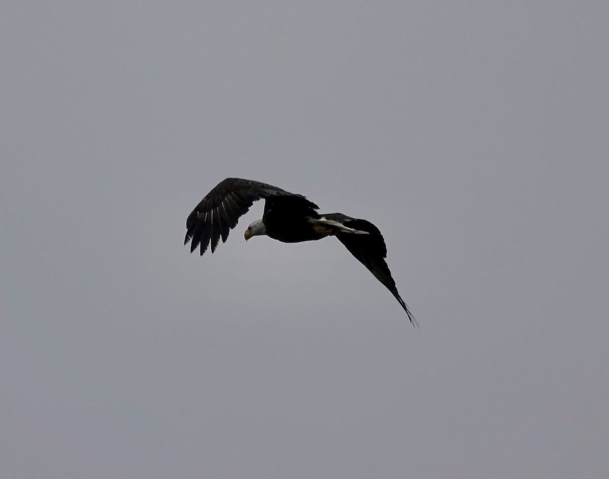 Bald Eagle - ML646403933