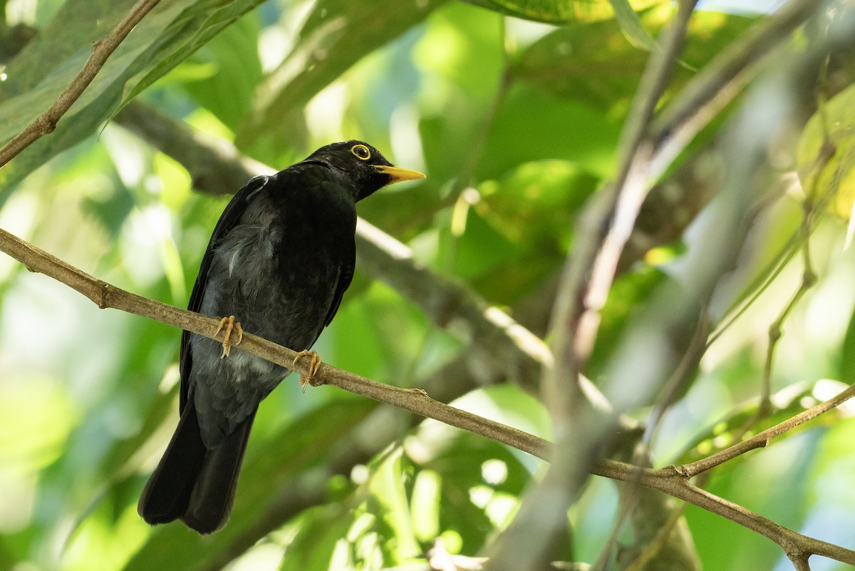 Gelbfußdrossel - ML646403938