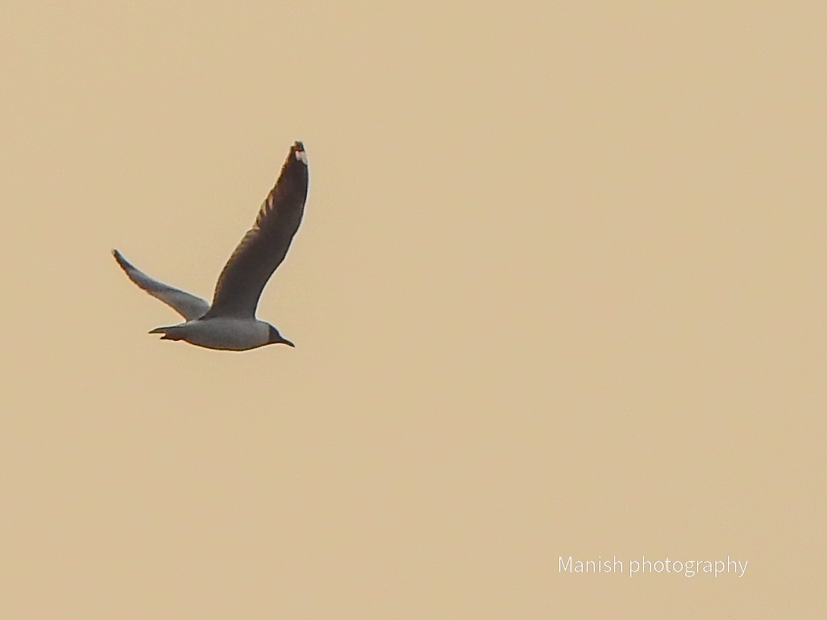 Mouette du Tibet - ML646403939