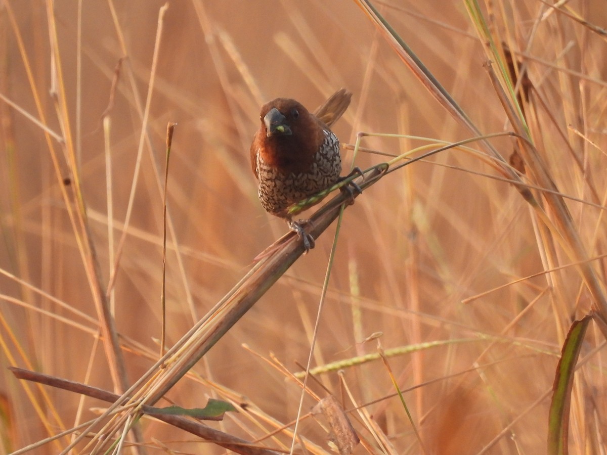 Scaly-breasted Munia - ML646403940