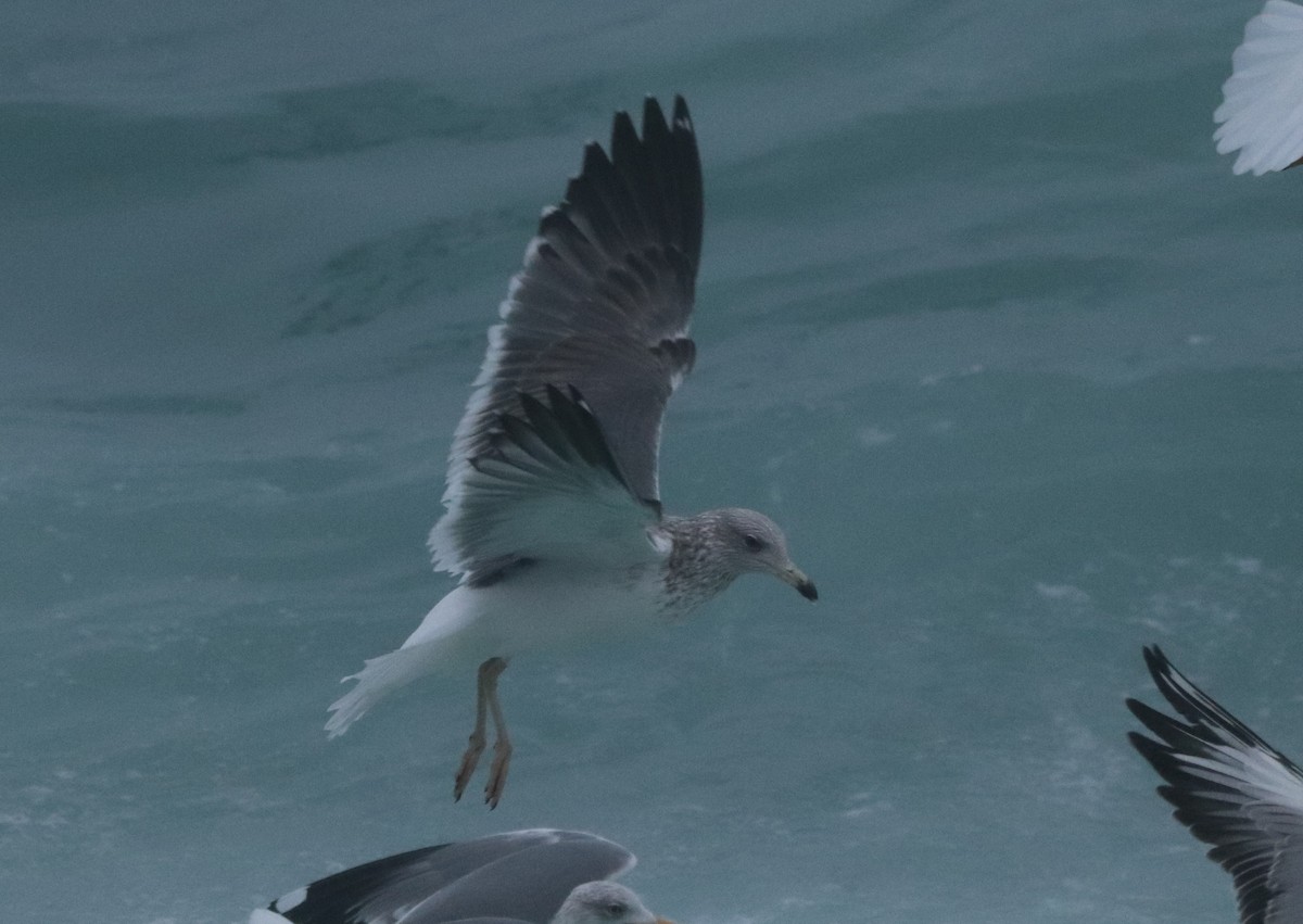 小黑背鷗 - ML646403941