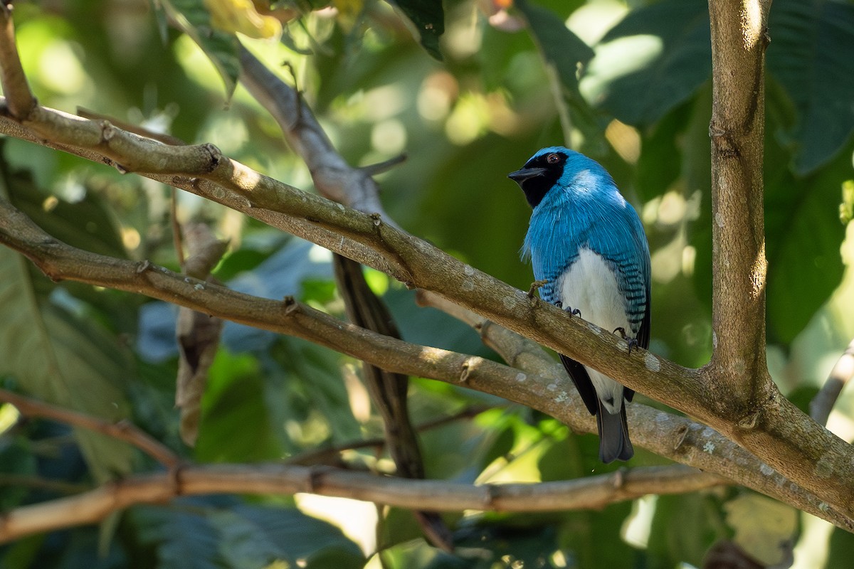 Schwalbentangare - ML646403943