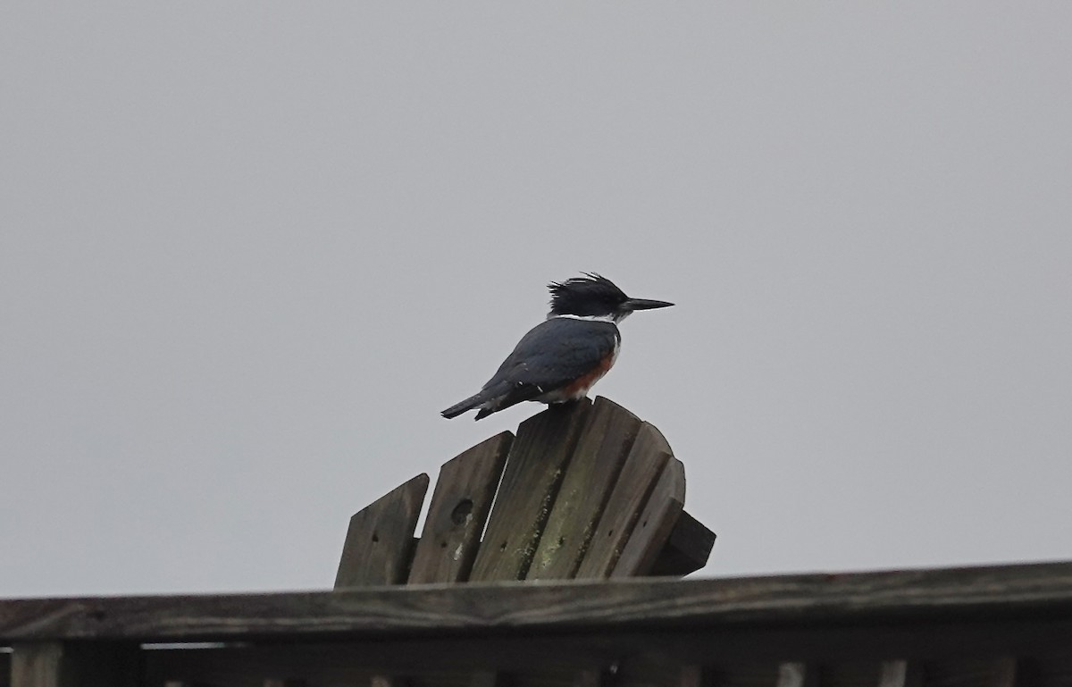Belted Kingfisher - ML646403947