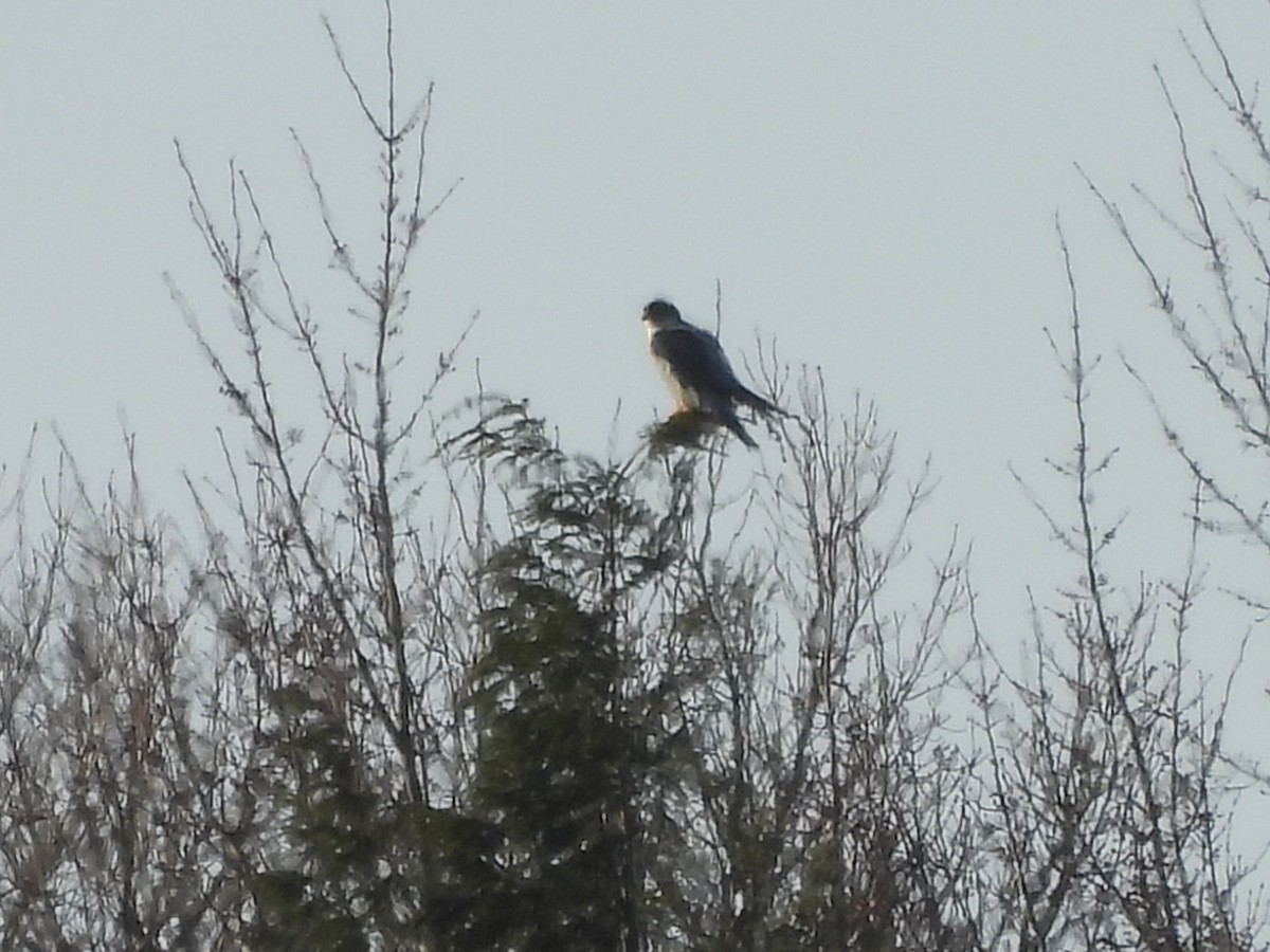 Peregrine Falcon - ML646403948