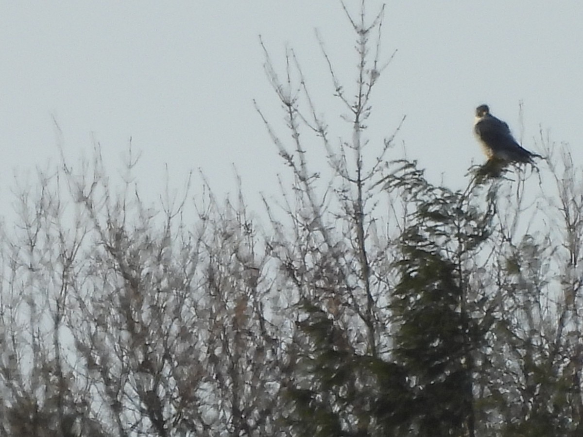 Peregrine Falcon - ML646403949