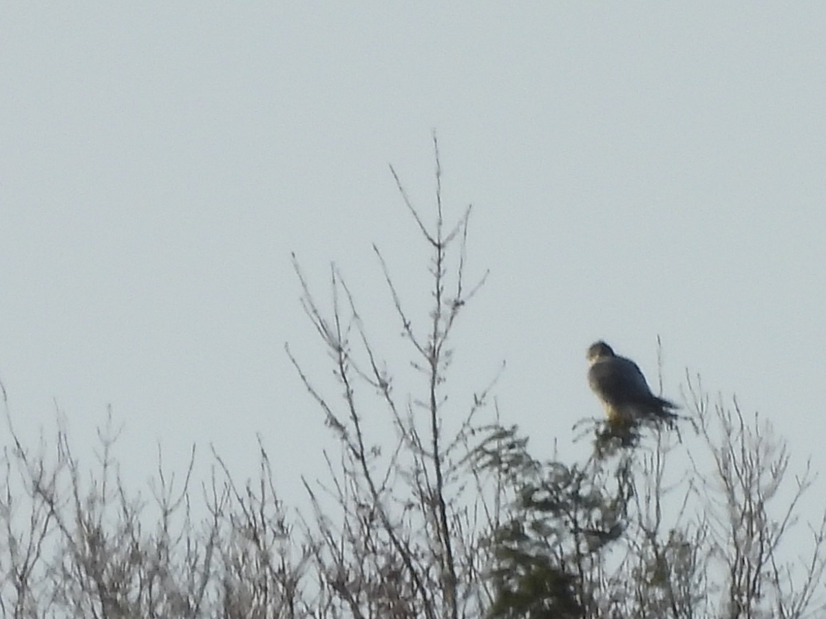 Peregrine Falcon - ML646403950