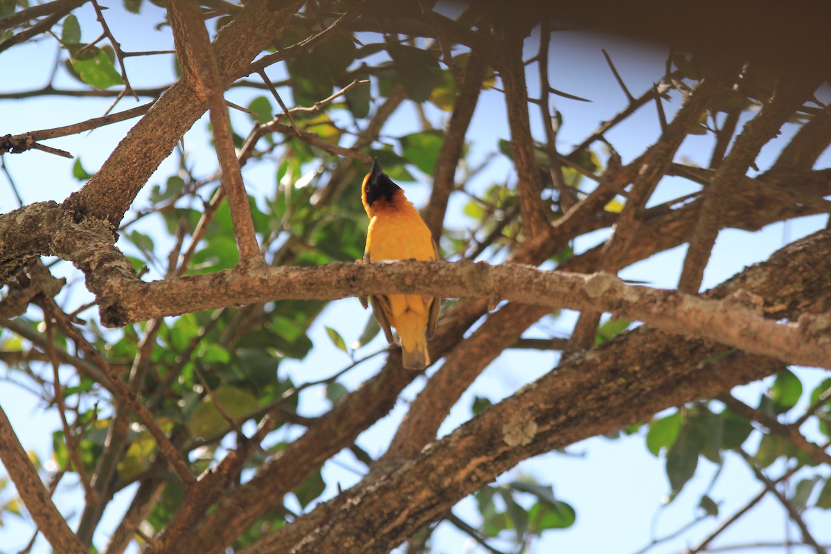 Speke's Weaver - ML646403951