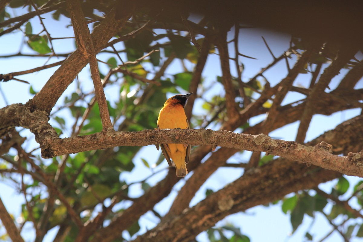 Speke's Weaver - ML646403952
