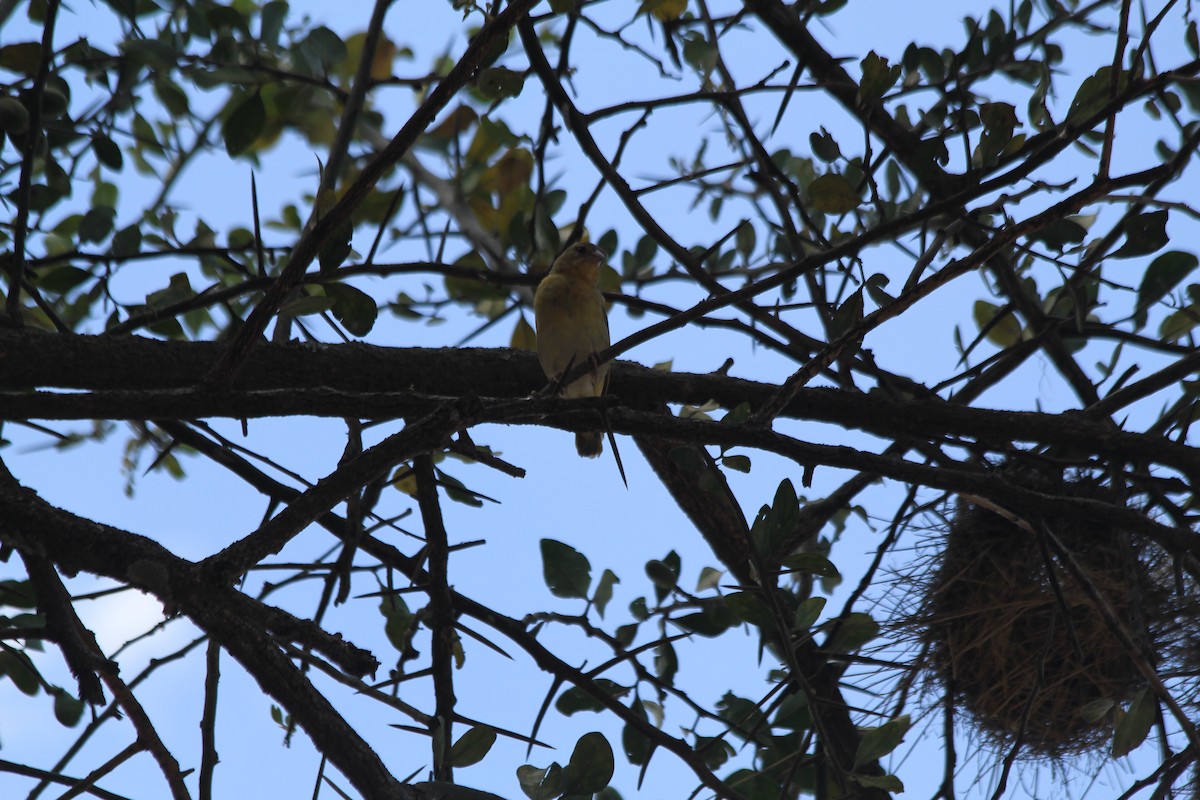 Speke's Weaver - ML646403953