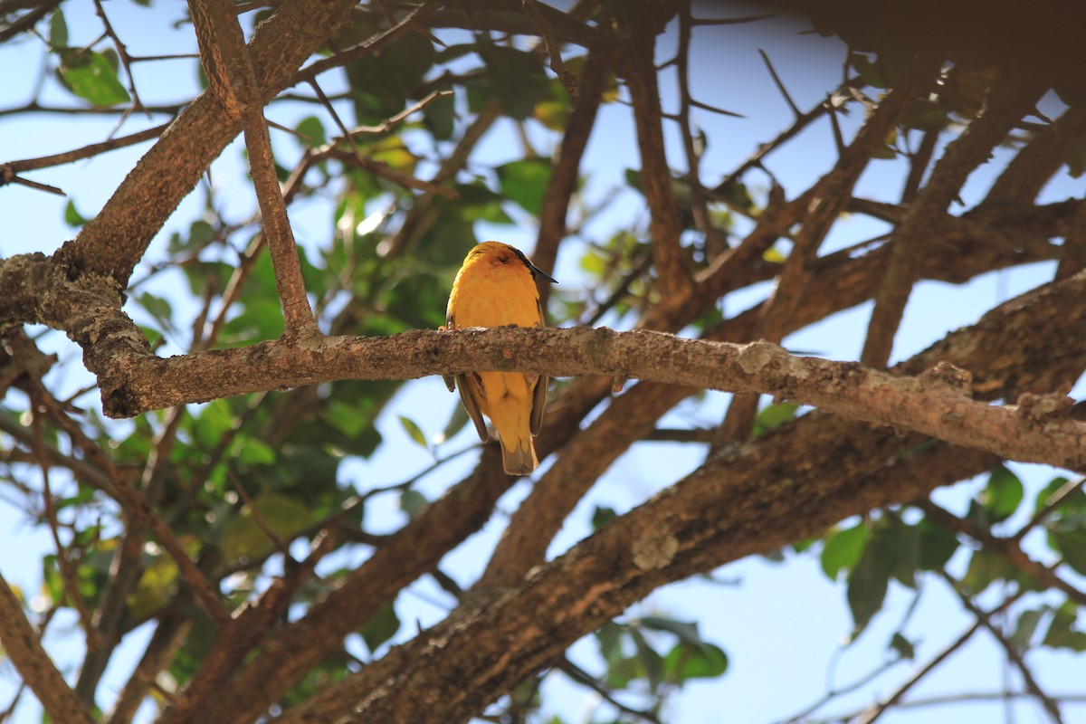 Speke's Weaver - ML646403954