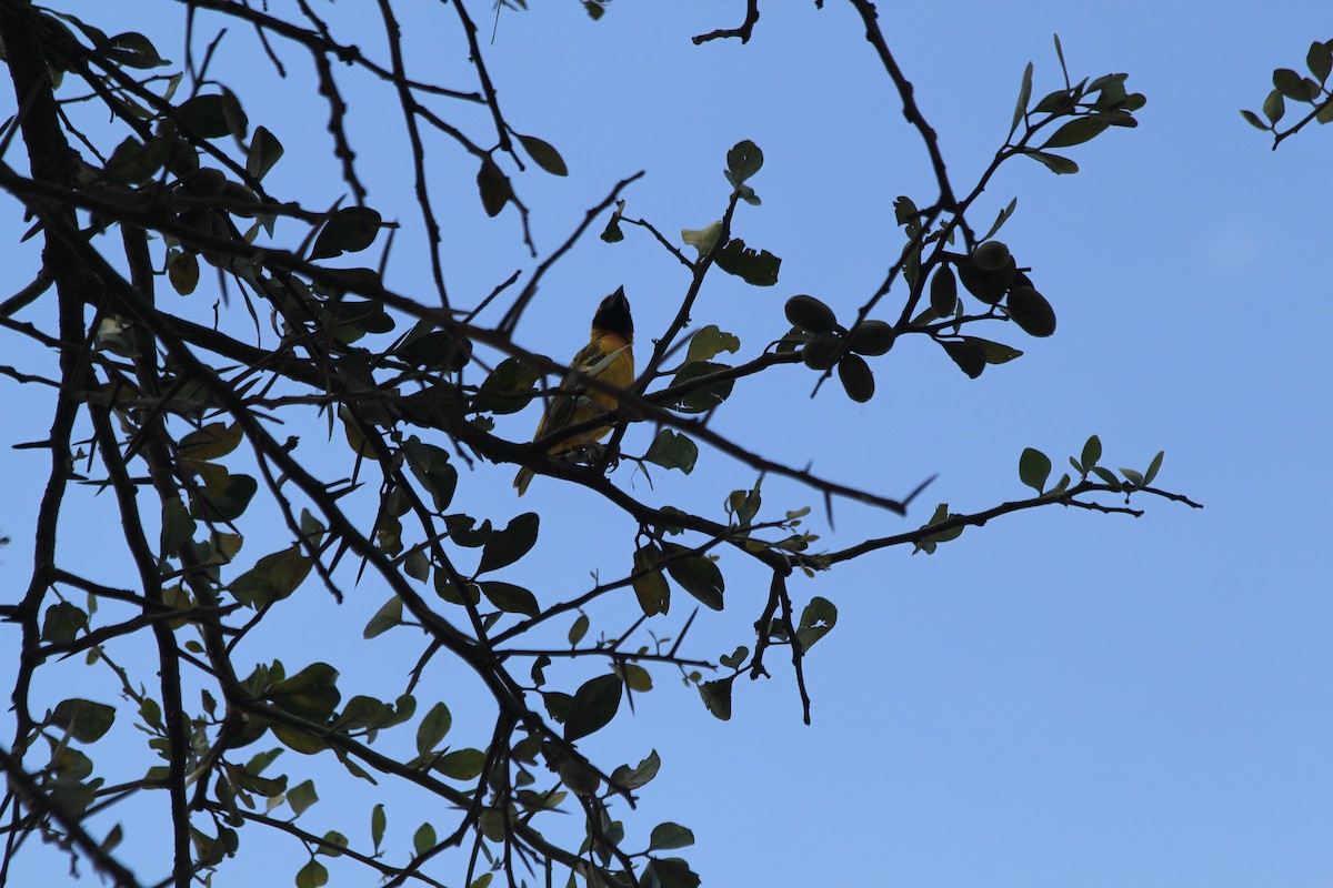 Speke's Weaver - ML646403955