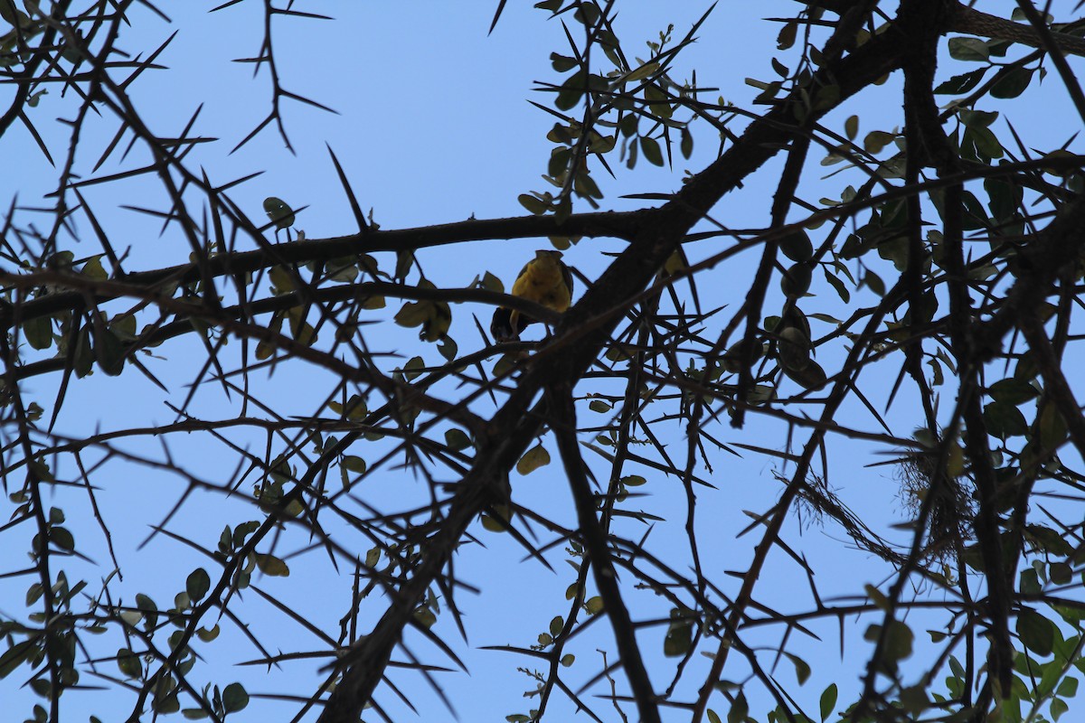 Speke's Weaver - ML646403956