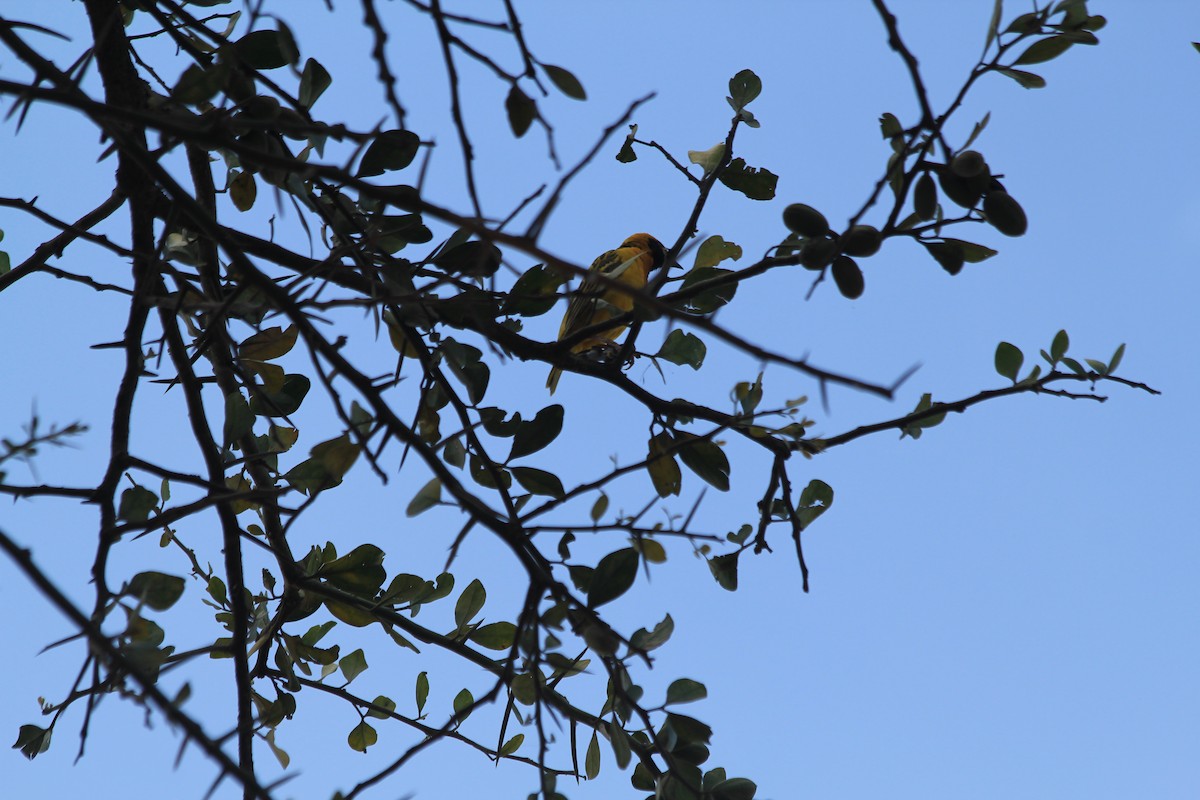 Speke's Weaver - ML646403957