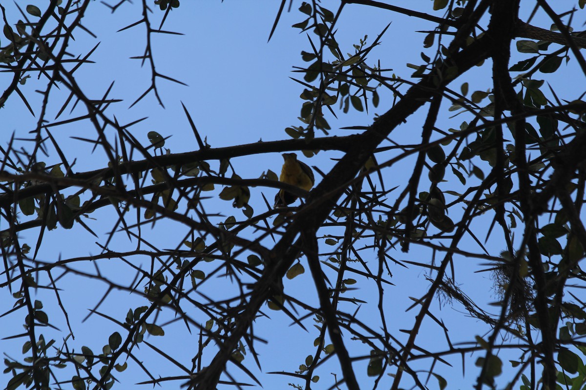 Speke's Weaver - ML646403958