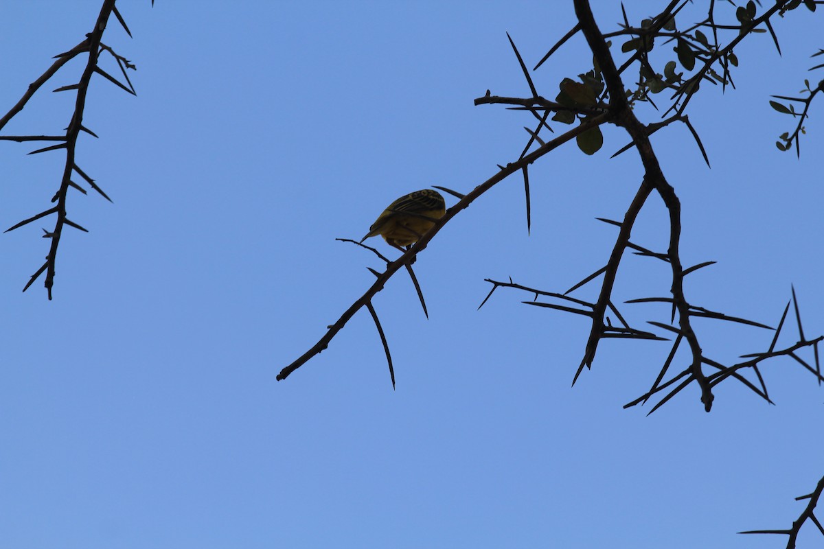 Speke's Weaver - ML646403959