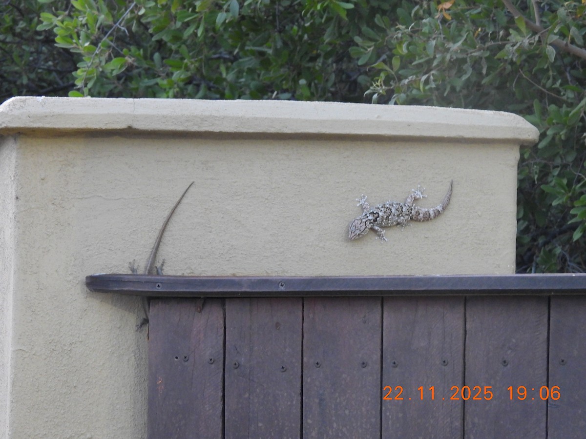 Animals - ML646403961