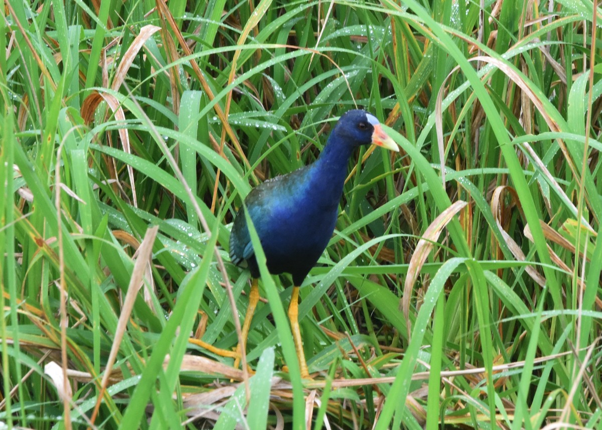 Purple Gallinule - ML646403962