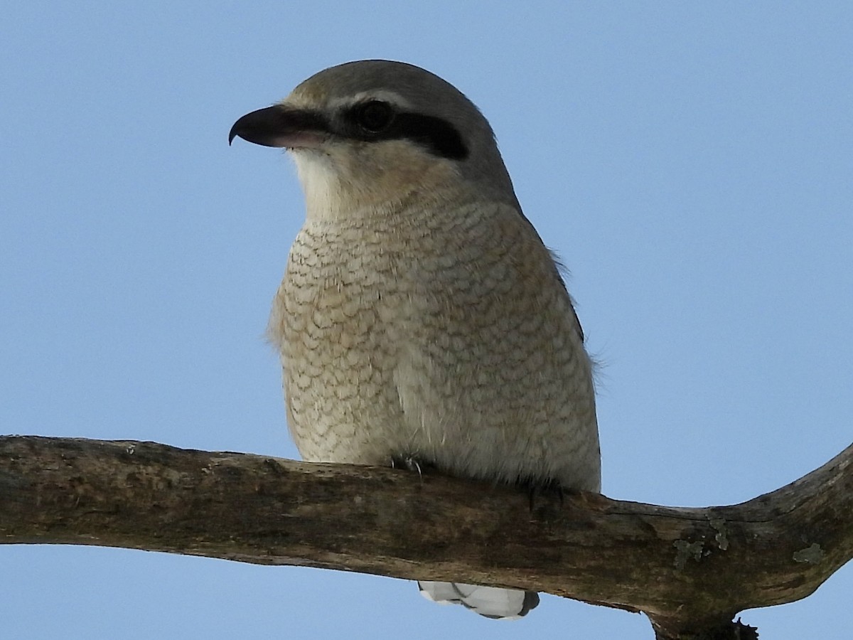 Northern Shrike - ML646403964