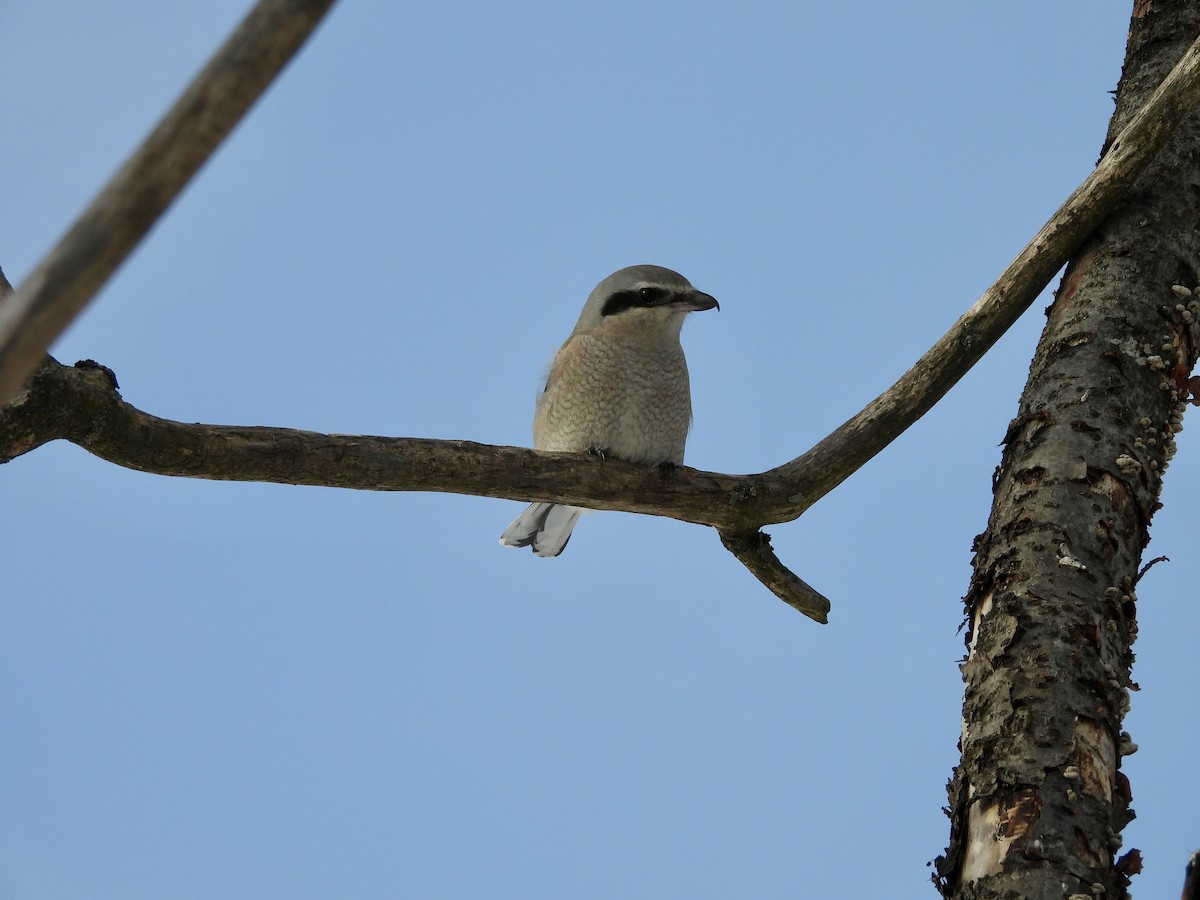 Northern Shrike - ML646403965