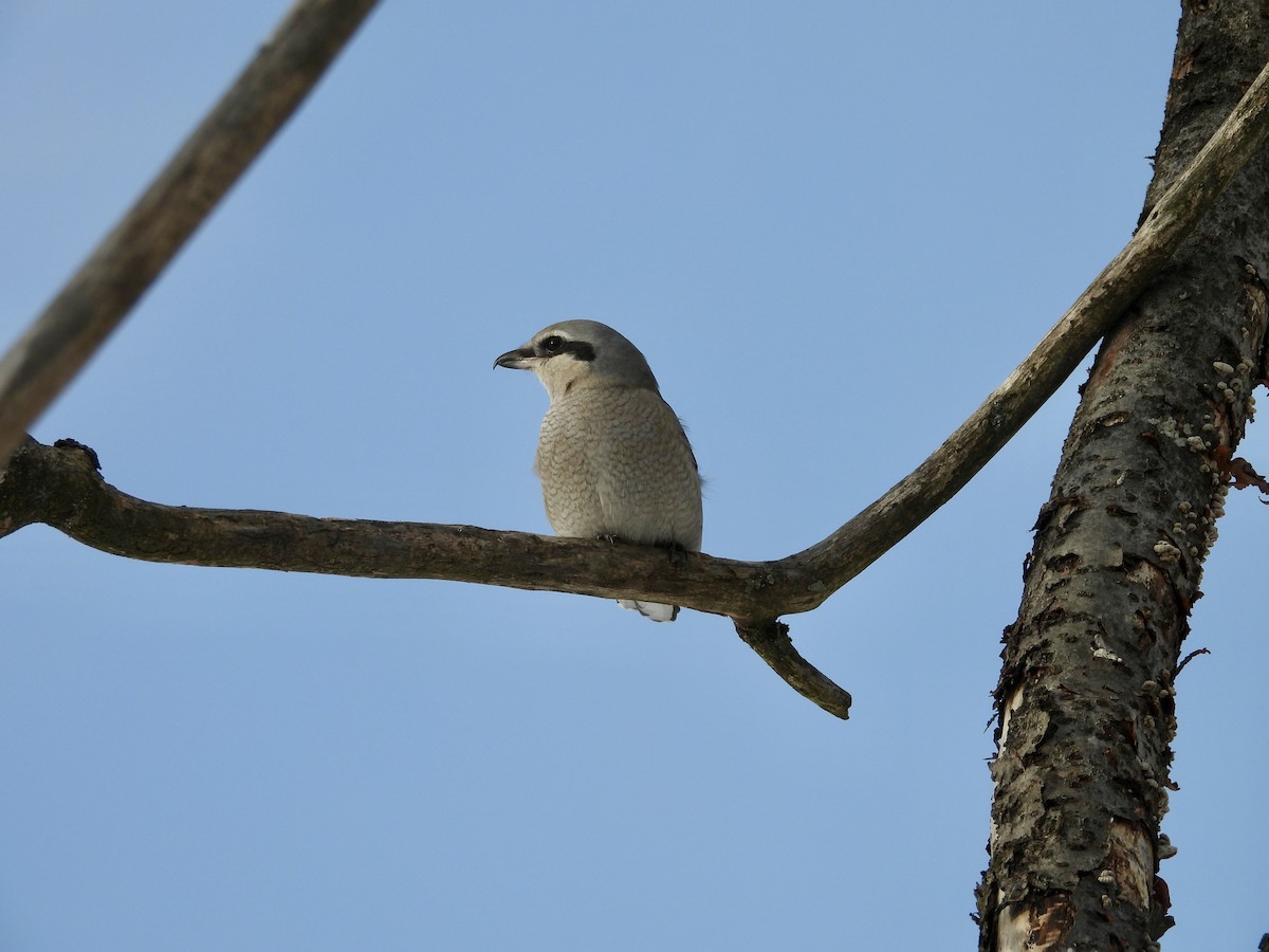 Northern Shrike - ML646403966