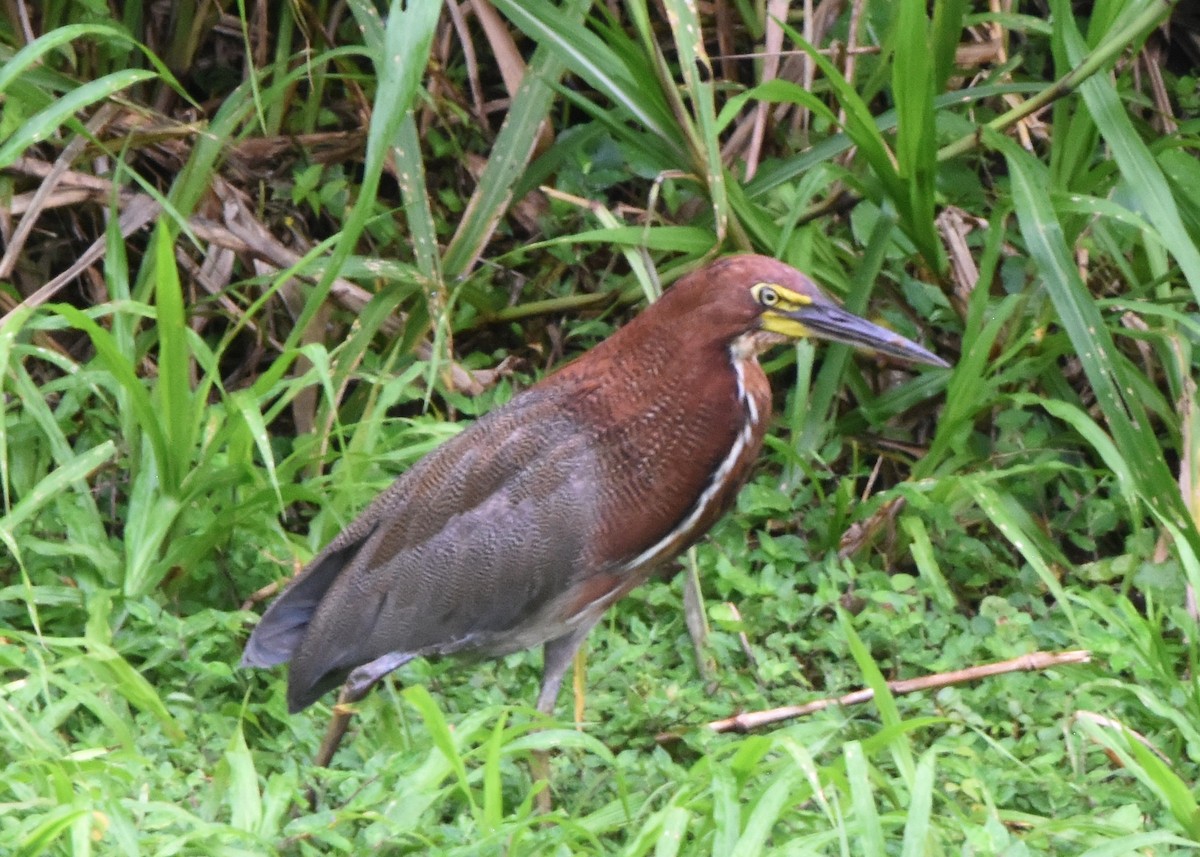 Rufescent Tiger-Heron - ML646403967