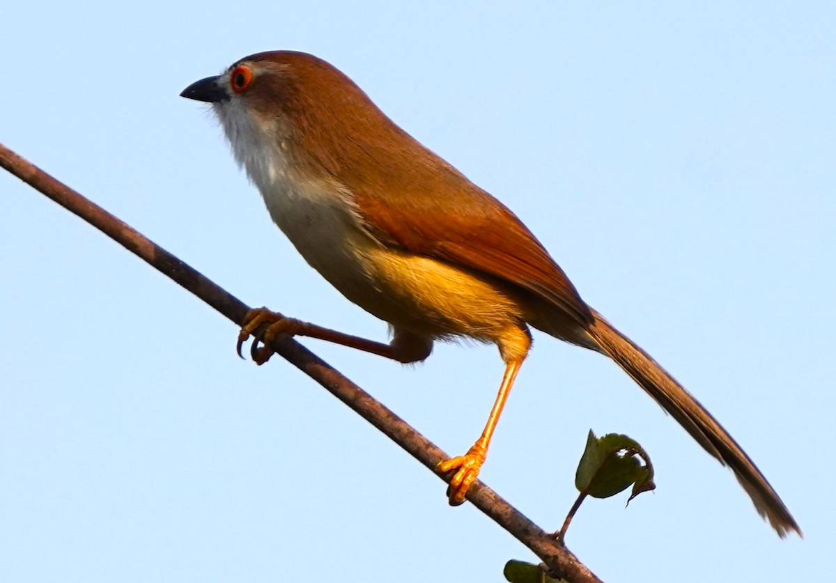 Yellow-eyed Babbler - ML646403969