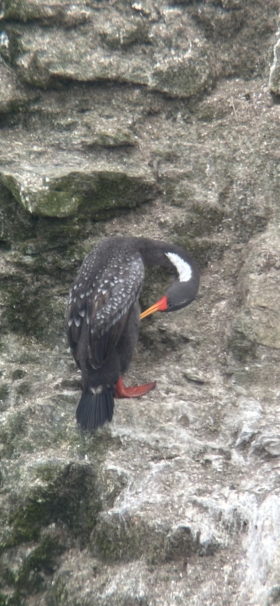 Баклан червононогий - ML646403970