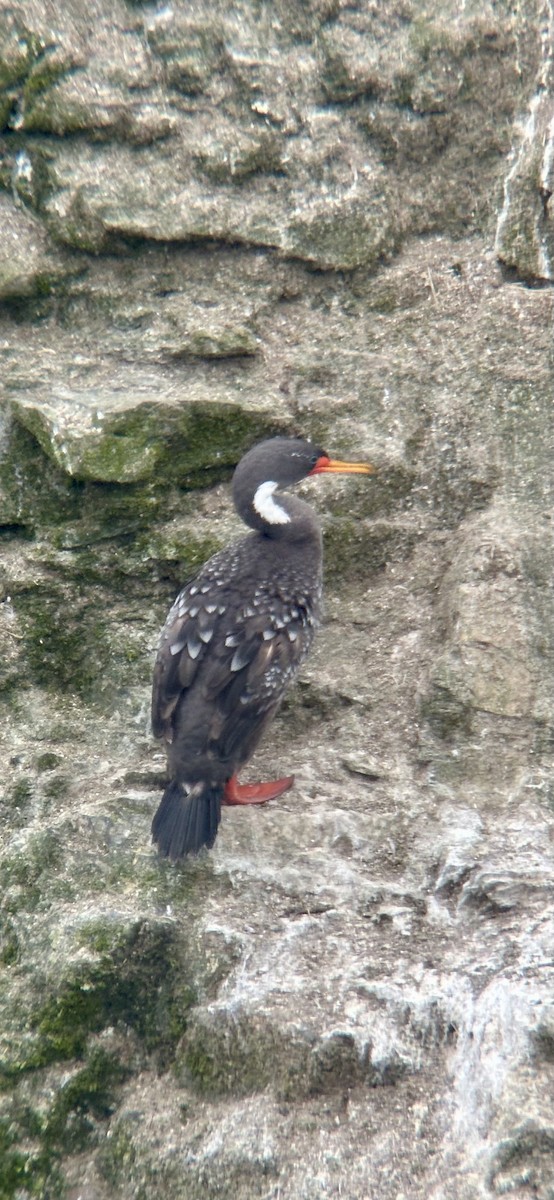 Баклан червононогий - ML646403971