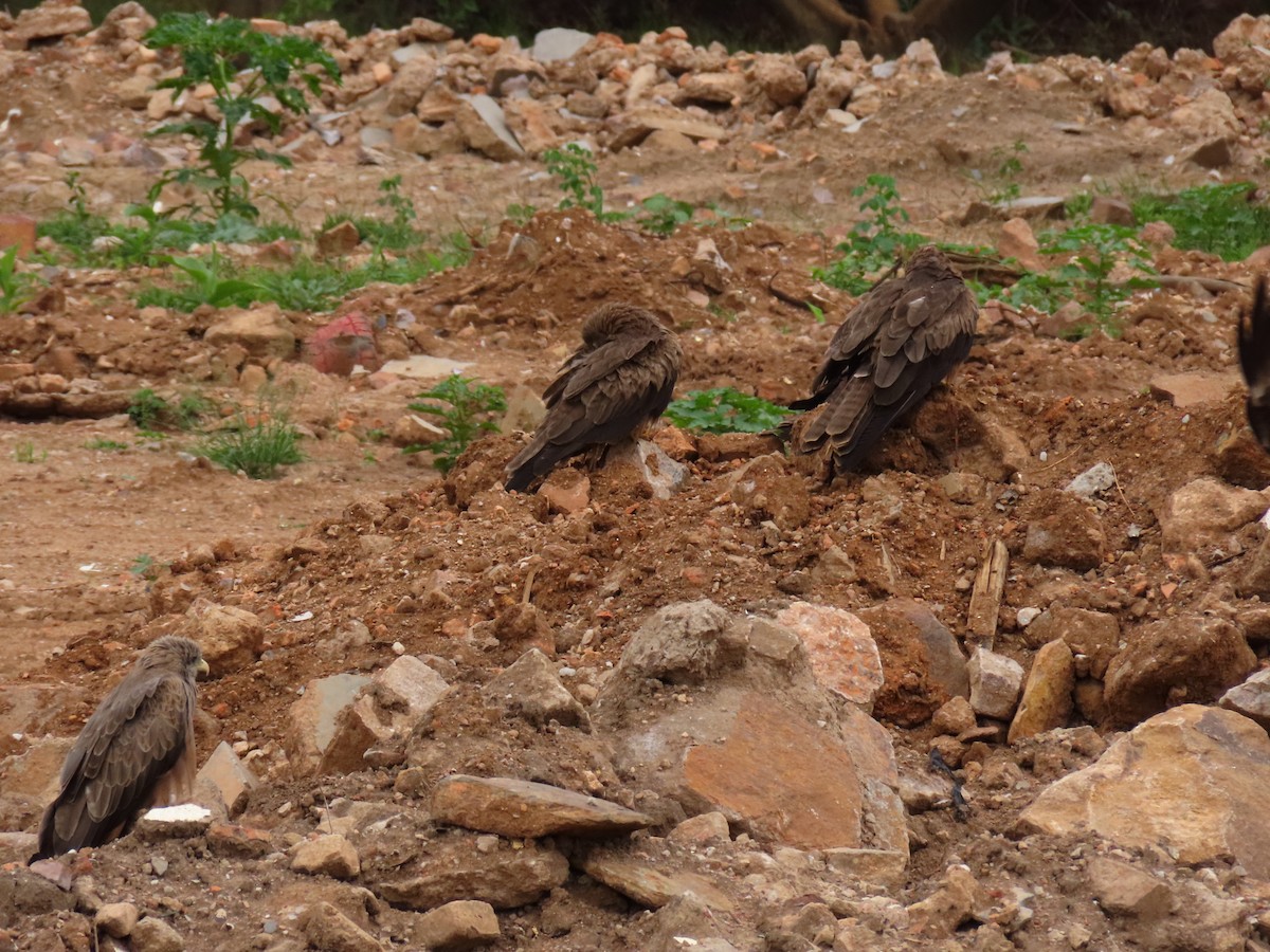 luňák hnědý - ML646403973