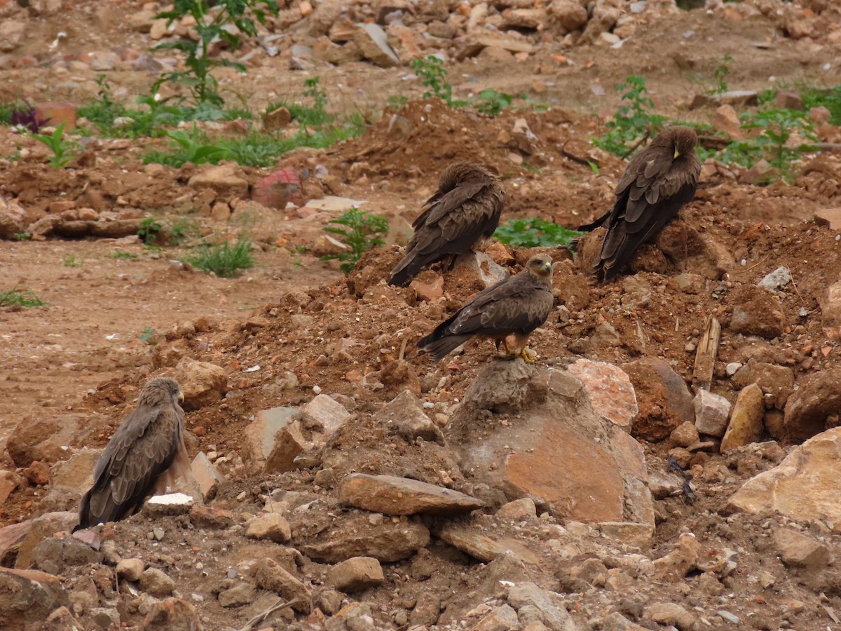 luňák hnědý - ML646403974