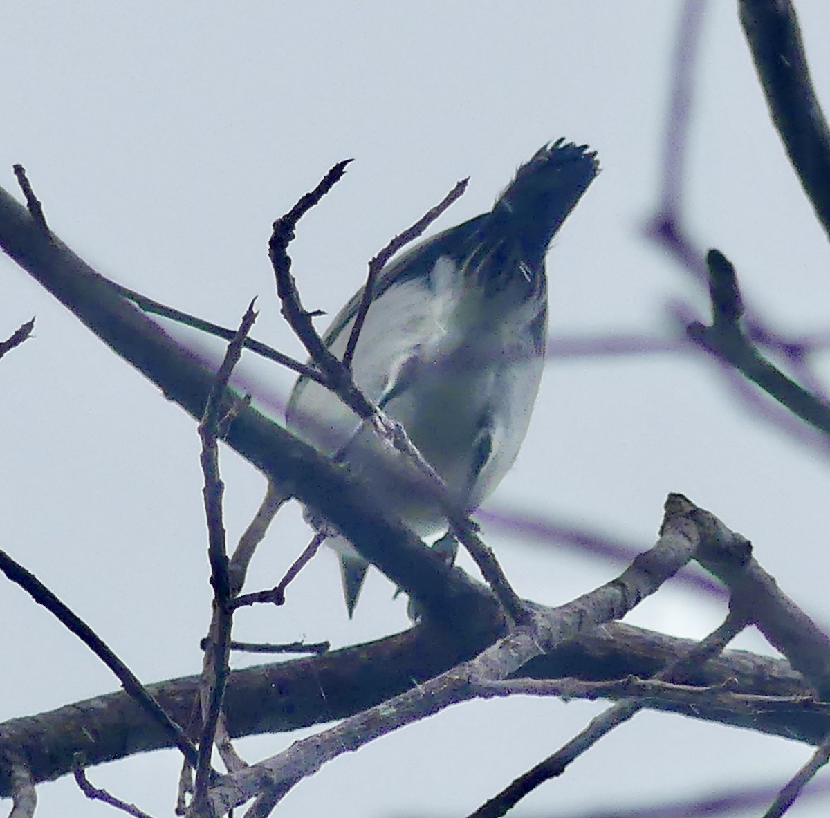 Black-backed Puffback - ML646403975
