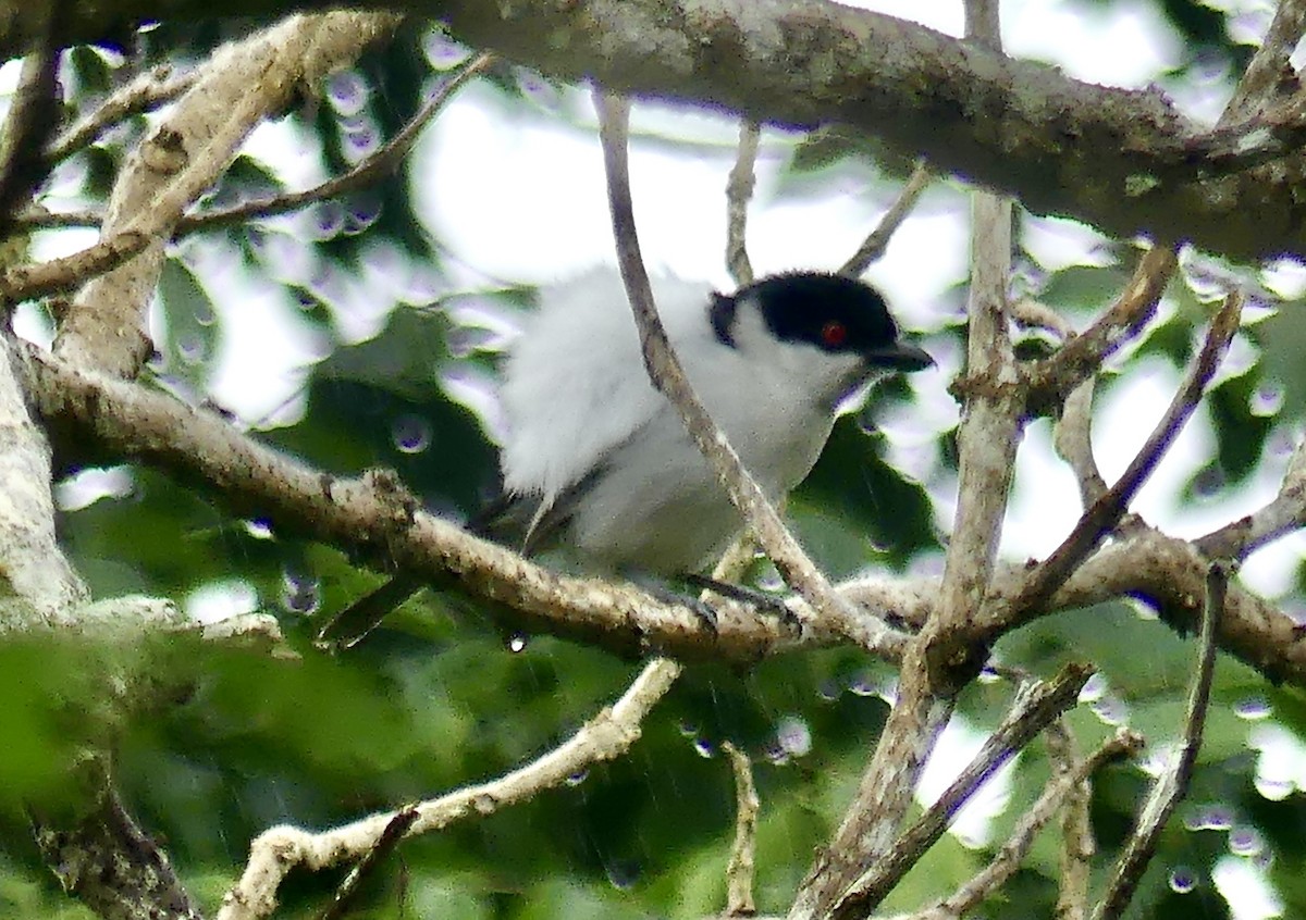 Black-backed Puffback - ML646403976