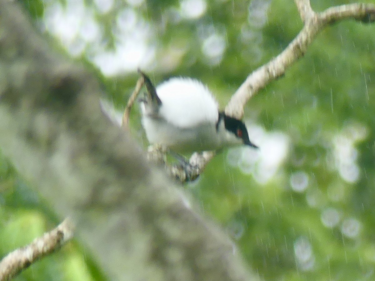 Black-backed Puffback - ML646403977