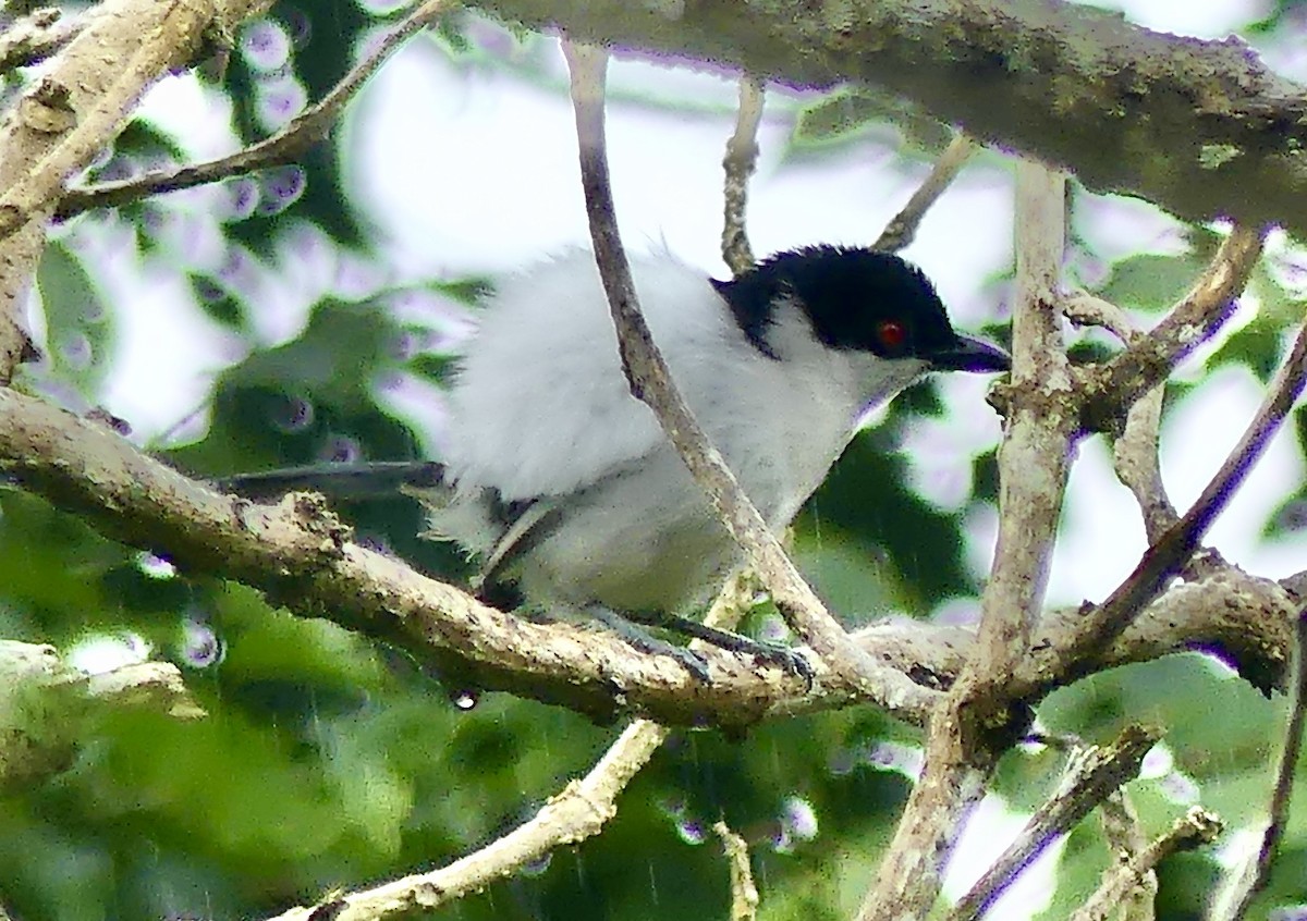 Black-backed Puffback - ML646403978