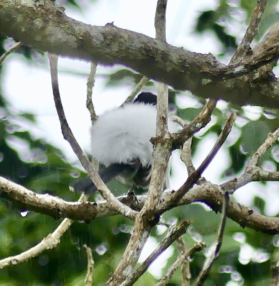 Black-backed Puffback - ML646403979