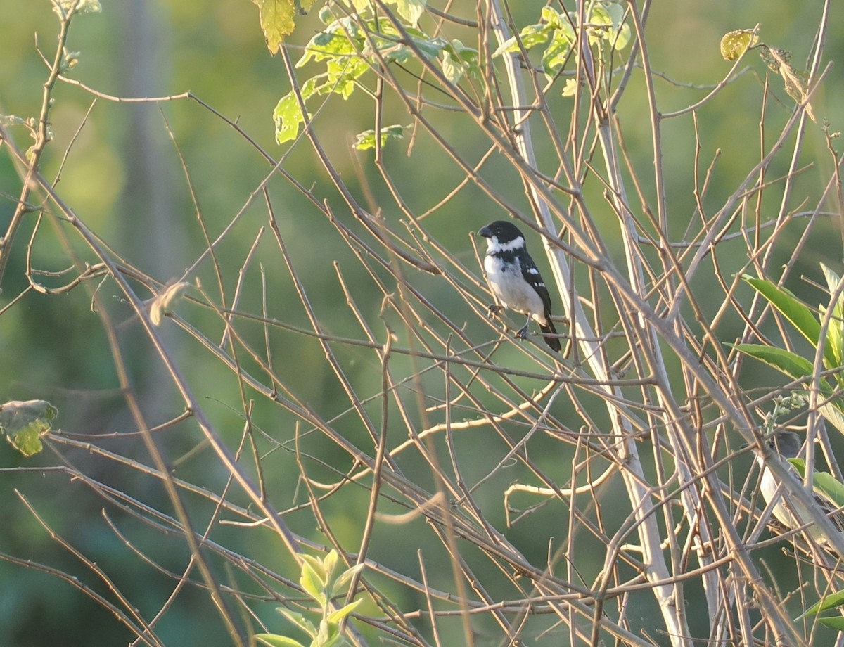 Wing-barred Seedeater (Wing-barred) - ML646403980