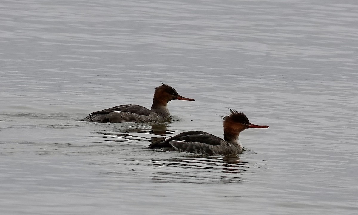 Red-breasted Merganser - ML646403981