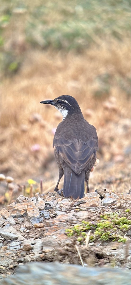Водяная трясохвостка - ML646403985