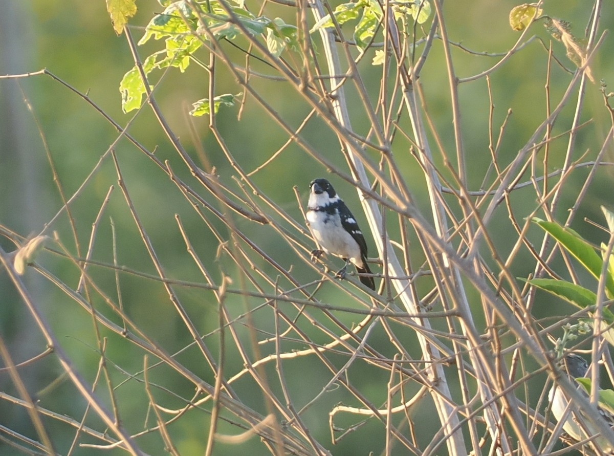 Wing-barred Seedeater (Wing-barred) - ML646403991