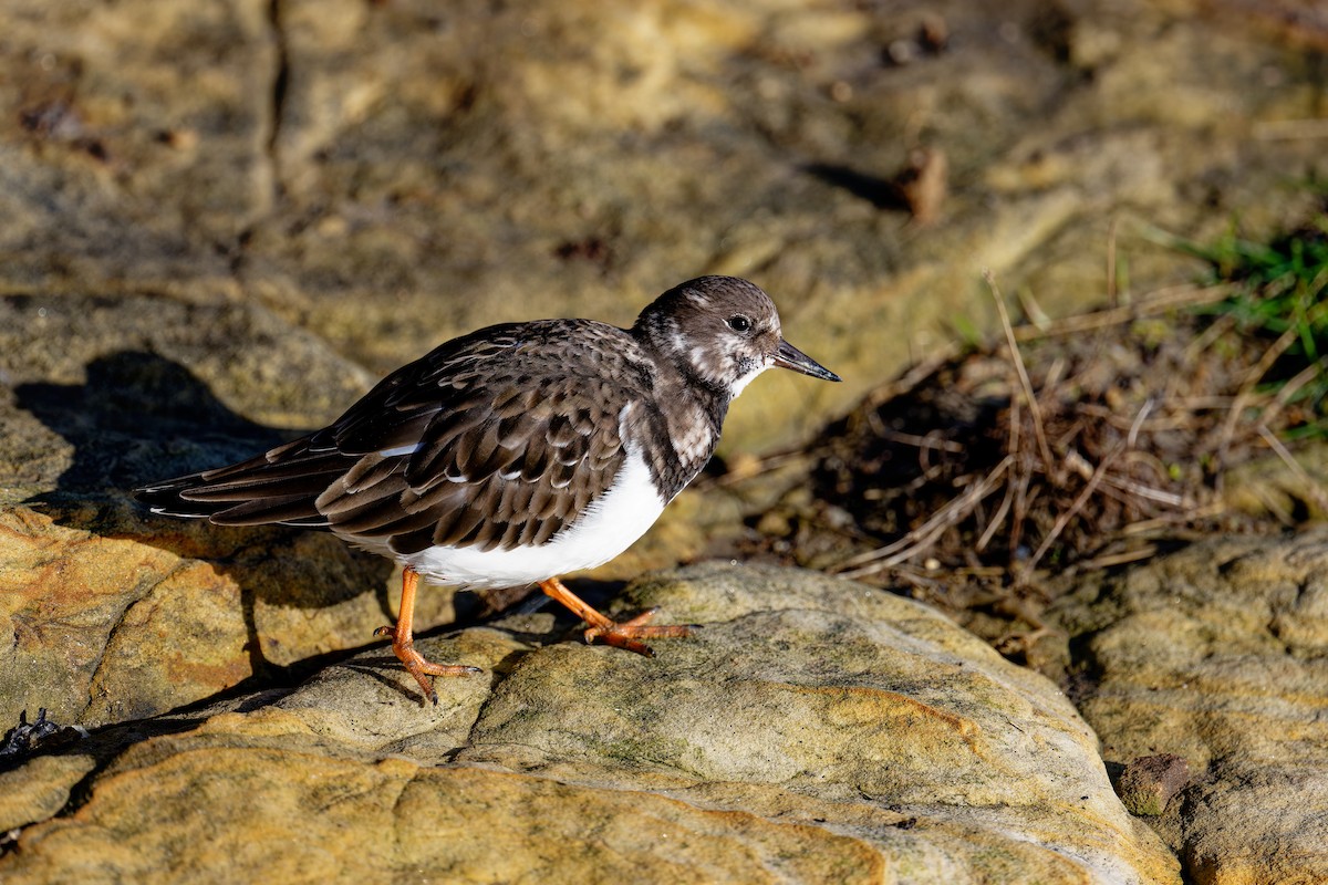 Ruddy Turnstone - ML646403992