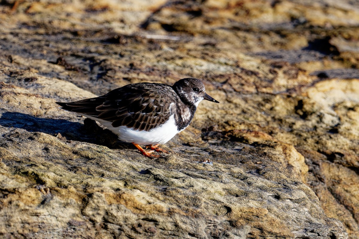 Ruddy Turnstone - ML646403994